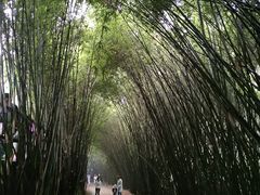 景点-成都大熊猫繁育研究基地