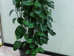 -茂菊口腔连锁(浦东南路店)