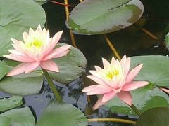 彩莲池-华南国家植物园-售票处