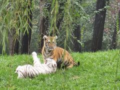 -北京野生动物园