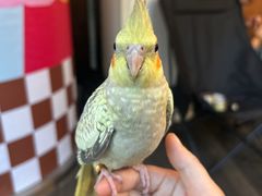 -莫多多餐厅