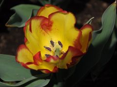-上海鲜花港