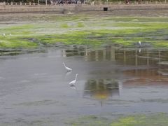 -龙舟池