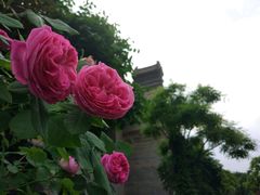 -西安关中民俗艺术博物院