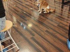-豆柴町-柴犬主题狗咖(红鼎国际C座店)