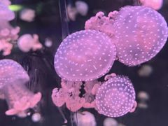 -广州海洋馆