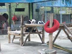 -栾川竹海野生动物园