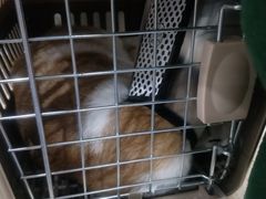 -伟伟宠物医院·CT影像中心·瑞派犬猫综合性门诊(汉口总院)
