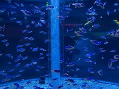 -海合安成都极地海洋公园
