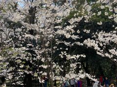 -武汉大学-樱园