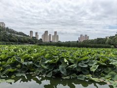 -前关湿地公园