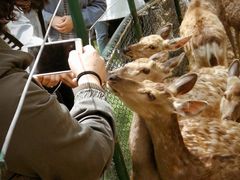 -大连铭湖国际观光牧场
