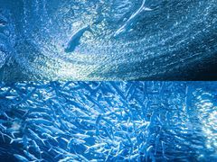 -海合安武汉极地海洋公园