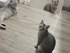 -爱诺耐芙动物医院(万博店)