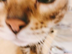 -飞行喵MR PILOT|猫舍·猫咖(静安大融城店)