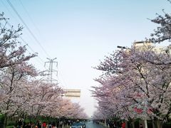 -高东镇樱花园