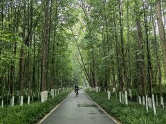 -桤木河湿地公园