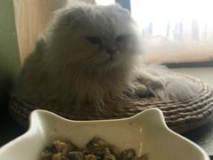 -猫猫幼稚园·撸猫·桌游·电玩