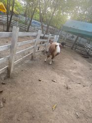-268童话露营农场·烧烤·团建