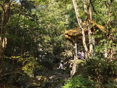 -天目山大树王景区