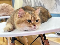 -滚猫咖啡·猫咖·猫友好撸猫(未来城店)