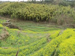 -灵山景区梯田