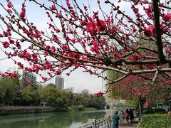 -成都市活水公园