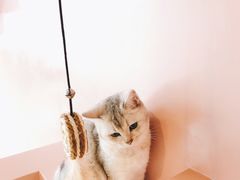 -猫儿山۰猫主题餐厅