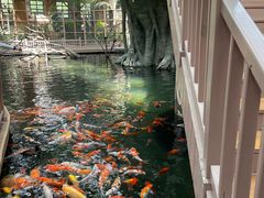 -南宫五洲植物乐园