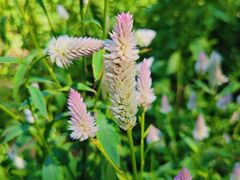 -黑龙江省森林植物园