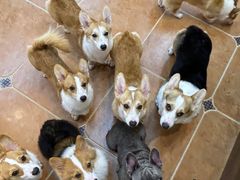 -柯斗斗主题餐厅·狗咖·围炉煮茶·茶饮(国瑞升平里店)