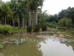 -西双版纳原始森林公园