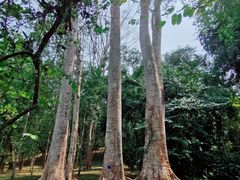 -中国科学院西双版纳热带植物园
