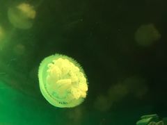 -左海海底世界