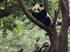 -都江堰中华大熊猫苑