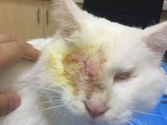 -芭比堂动物医院·犬猫全科·异宠专科(雁塔分院)