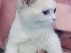 -吉丁鸟咖·异宠·寄养