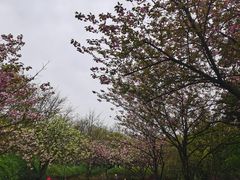 -重庆园博园