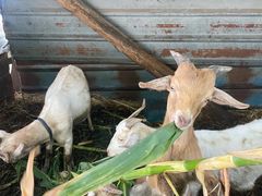 -马陆小张葡萄园农家乐