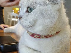 -藏猫猫咖啡主题馆(中央大道店)