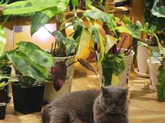 -Rabbit Cafe私房西餐甜点咖啡(栖霞路店)