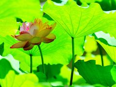 -陈家山荷花公园