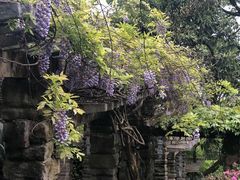 -南山植物园