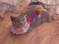 -猫大福·Fortune Cat猫舍(百子湾店)