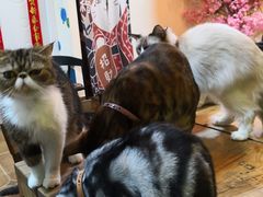 -李小姐の猫咖啡馆(五角场店)