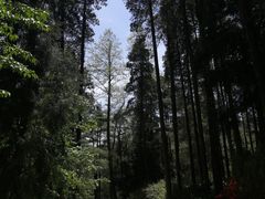 -寂照庵