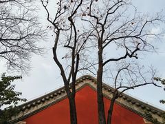 -大觉寺-停车场