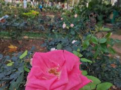 -人民公园(罗湖区)