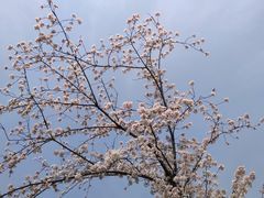 -顾村公园
