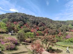 -贵州百里杜鹃风景名胜区